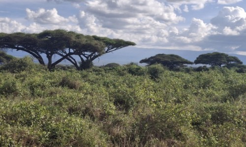 Zdjecie KENIA / -parki narodowe / Kenia / Kenia