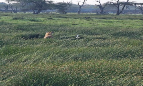 Zdjecie KENIA / -parki narodowe / Kenia / Kenia