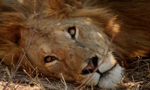 Zdjecie KENIA / Masai Mara / Masai Mara / Kto mnie budzi ?