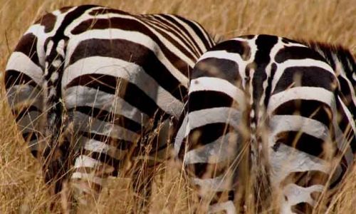 Zdjecie KENIA / Masai Mara / Masai Mara / sorry, że tyłem !