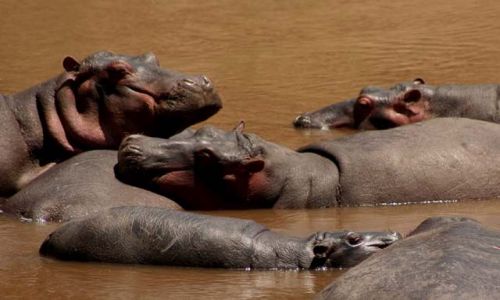 Zdjecie KENIA / Masai Mara / Masai Mara / tluste lenistwo