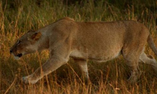 Zdjecie KENIA / Masai Mara / Masai Mara / skradam si ...