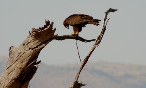 Zdjecie KENIA / Masai Mara / Masai Mara / danie z wa.
