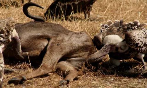 Zdjecie KENIA / Masai Mara / Masai Mara / spi wiat