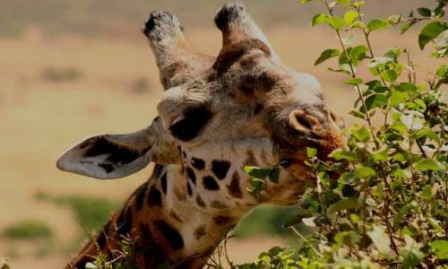 Zdjecie KENIA / Masai Mara / Masai Mara / wegetarianka