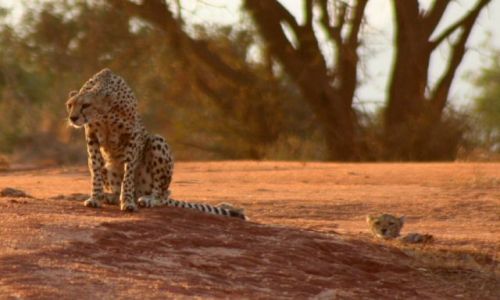 Zdjcie KENIA / brak / Tsavo / Rodzina Gepardw