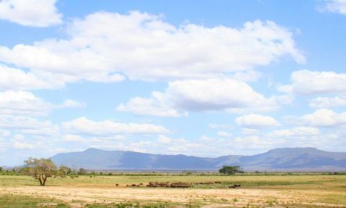 Zdjecie KENIA / brak / Kenia / Bawoly przy wodopoju
