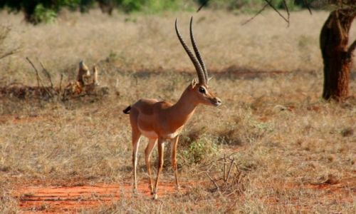 Zdjecie KENIA / brak / Kenia / Antylopa