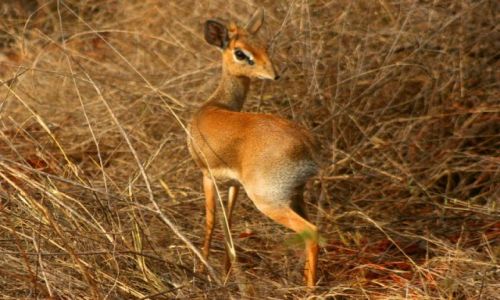Zdjecie KENIA / brak / Kenia / Dikdik
