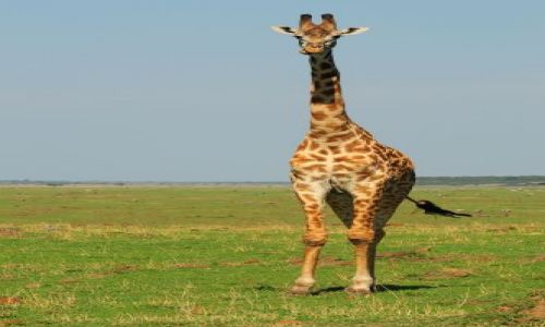 Zdj�cie KENIA / Masai Mara / sawanna / �yrafy 