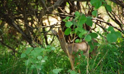Zdjecie KENIA / brak / Tsavo West / Prześliczny dik-dik :)