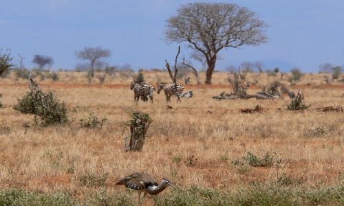 Zdjecie KENIA / Tsavo West NP / Taita Hills / Gorace Tsavo 2