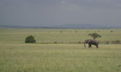 Zdjęcie KENIA / płd.zach.Kenia / Park Narodowy Masai Mara / Masai Mara