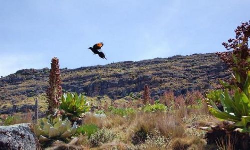Zdjecie KENIA / Mount Kenya / Mackinder Valley - llittle bird / Hiking Mount Kenya - Point Lenana