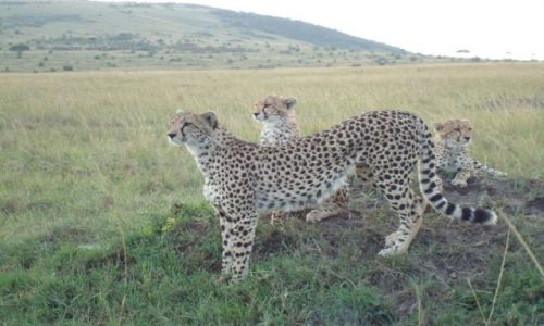 Zdjecie KENIA / brak / Masai Mara / Nie jestem profesjonalnym fotografem:)
