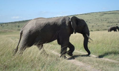 Zdjecie KENIA / brak / Masai Mara / So gigant