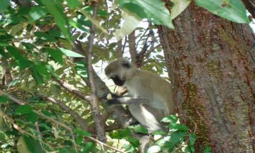 Zdjecie KENIA / brak / Masai Mara / Mae zodziejaszki