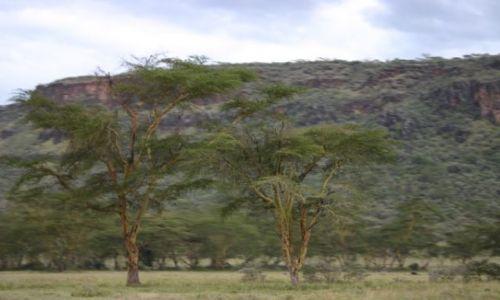 Zdjęcie KENIA / Park Nakuru / park / Akacje w parku Nakuru