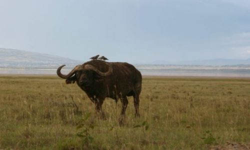 Zdjęcie KENIA / Park Nakuru / park / Symbioza