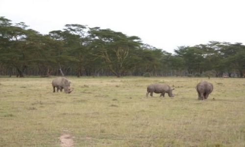 Zdjęcie KENIA / Park Nakuru / park / Nosorożce