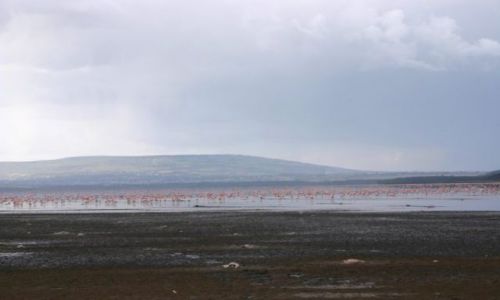 Zdjecie KENIA / Park Nakuru / park / 2 mln flamingów