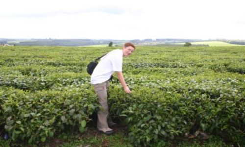 Zdjęcie KENIA / Kisumu / Kisumu / Zbiory herbaty
