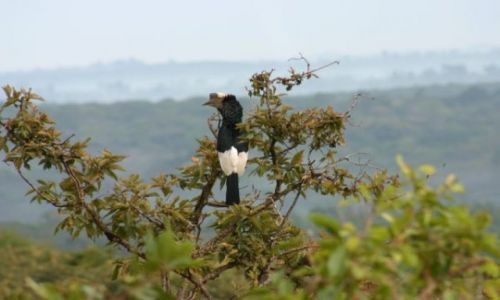 Zdjęcie KENIA / Kakamega / Kakamega - las deszczowy / Tukan