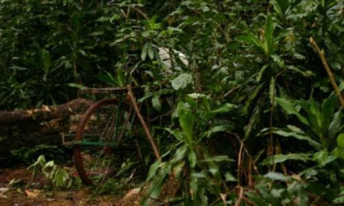 Zdjęcie KENIA / Kakamega / Kakamega - las deszczowy / Parking w dżungli