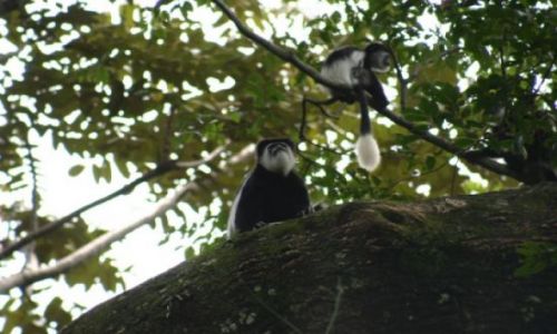 Zdjęcie KENIA / Kakamega / Kakamega - las deszczowy / Makaki