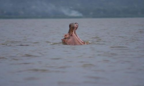 Zdjęcie KENIA / Jezioro Wictoria / Jezioro Wictoria / Hipcie