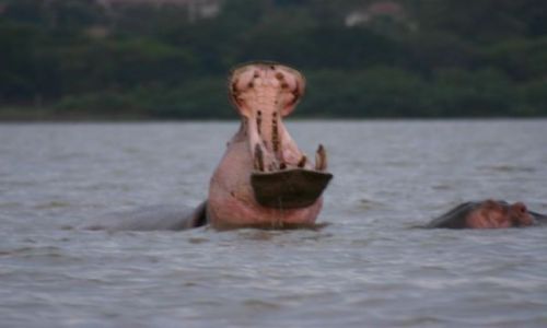 Zdjęcie KENIA / Jezioro Wictoria / Jezioro Wictoria / Zeźlony hipcio