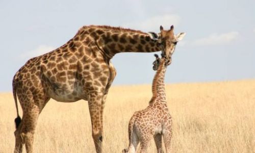 Zdjecie KENIA / Masai Mara / Masai Mara / Opiekuńcza żyrafa