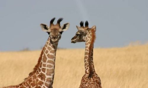 Zdjecie KENIA / Masai Mara / Masai Mara / Słodkie tygodniowe żyrafiątka