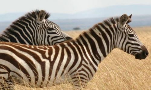 Zdjecie KENIA / Masai Mara / Masai Mara / Mąż i żona