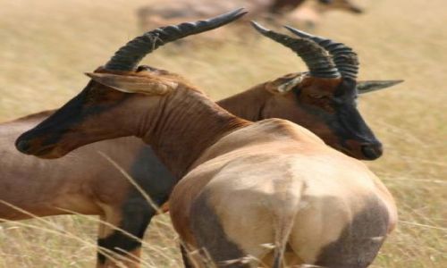Zdjecie KENIA / Masai Mara / Masai Mara / Bliskość