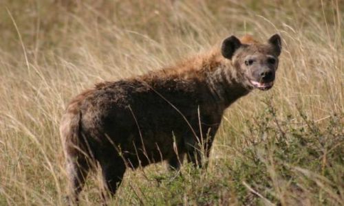 Zdjecie KENIA / Masai Mara / Masai Mara / Milutki piesek