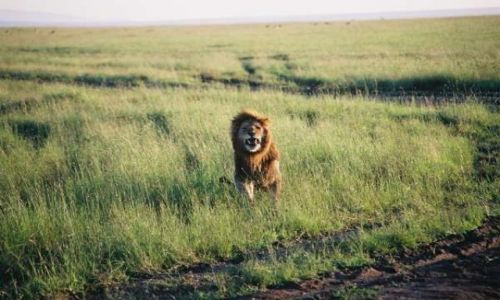 Zdjecie KENIA / Masai Mara / sawanna / Kiciuś 2