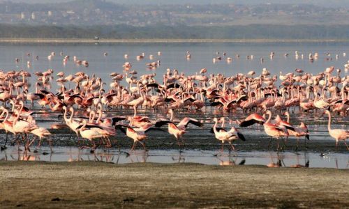 Zdjecie KENIA / brak / Lake Nakuru / ... swoboda ... i klik migawki ...