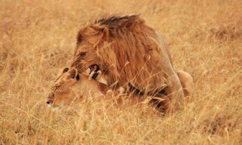Zdjecie KENIA / brak / Park Masai Mara / ... swoboda ... i klik migawki ...