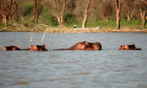 Zdjecie KENIA / brak / Lake Baringo / ... swoboda ... i klik migawki ...
