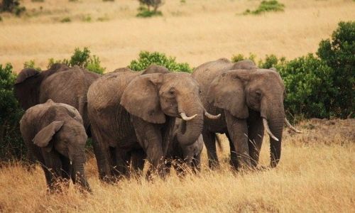 Zdjecie KENIA / brak / Park Masai Mara / ... swoboda ... i klik migawki ...