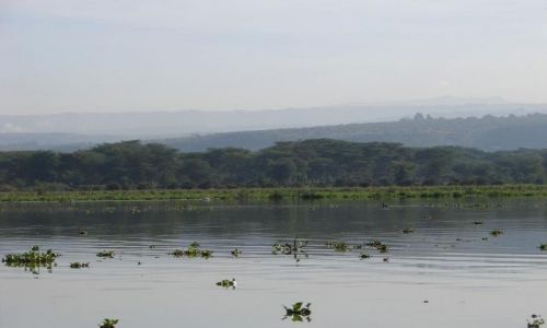 Zdjcie KENIA / masai  / jezioro naivasha / naivasha