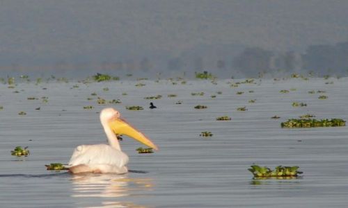 Zdjecie KENIA / naivasha / jez.naivasha / pelikan