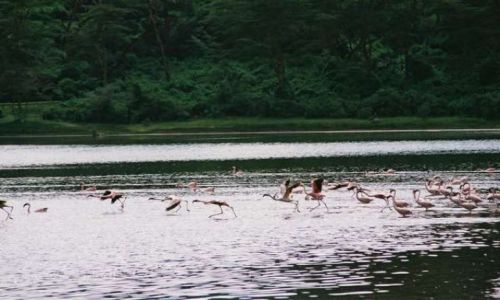 Zdjecie KENIA / Rezerwat Naivasha / Jezioro / Do biegu,gotowi -start!