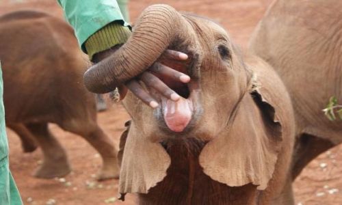 Zdjęcie KENIA / brak / David Sheldrick Wildlife Trust / pieszczoszek