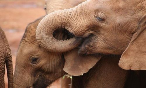Zdjecie KENIA / brak / David Sheldrick Wildlife Trust / sloniki