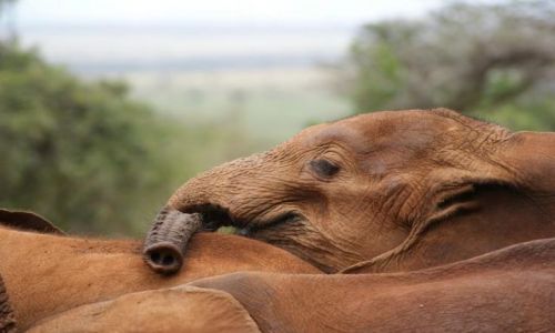 Zdjecie KENIA / brak / David Sheldrick Wildlife Trust / zmczya mi sie trba
