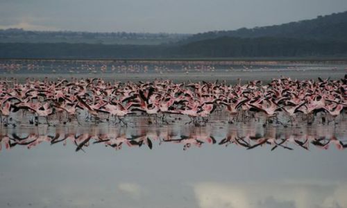 Zdjecie KENIA / brak / jezioro Nakuru / flamingi