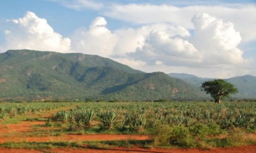 Zdjecie KENIA / Tsavo / Okolice Tsavo East / Plantacja agawy (?)