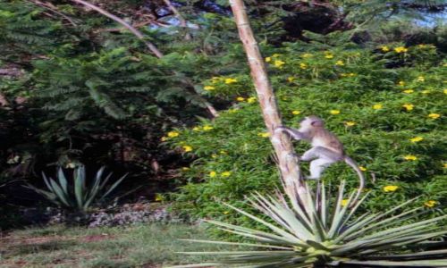 Zdjęcie KENIA / Amboseli National Park / Amboseli National Park / gość w ogrodzie